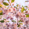 遅めの桜