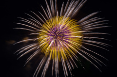 菊の花