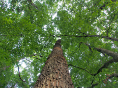 into the green