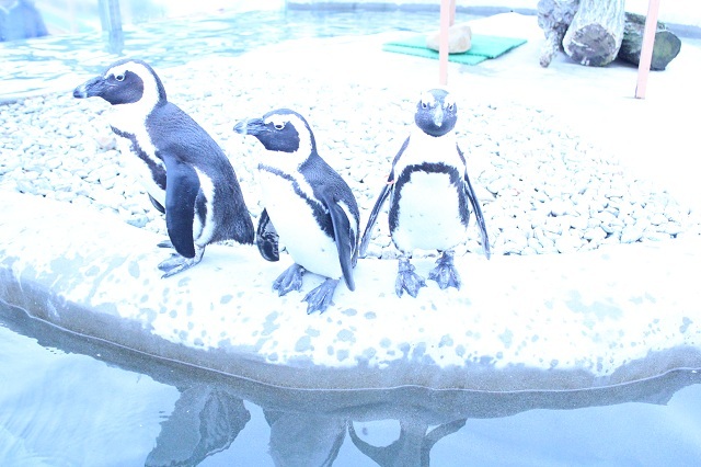 　ペンギン　