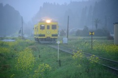 Yellow line春嵐の中-6