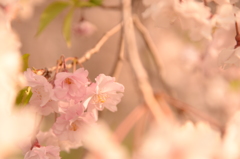 姫様桜