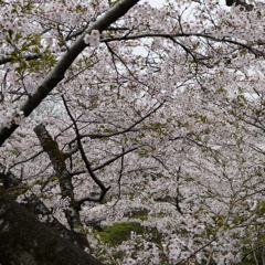 桜群