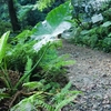 野生のクワズイモ