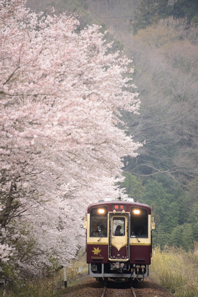 車窓の桜