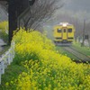 Yellow line　春嵐の中-5