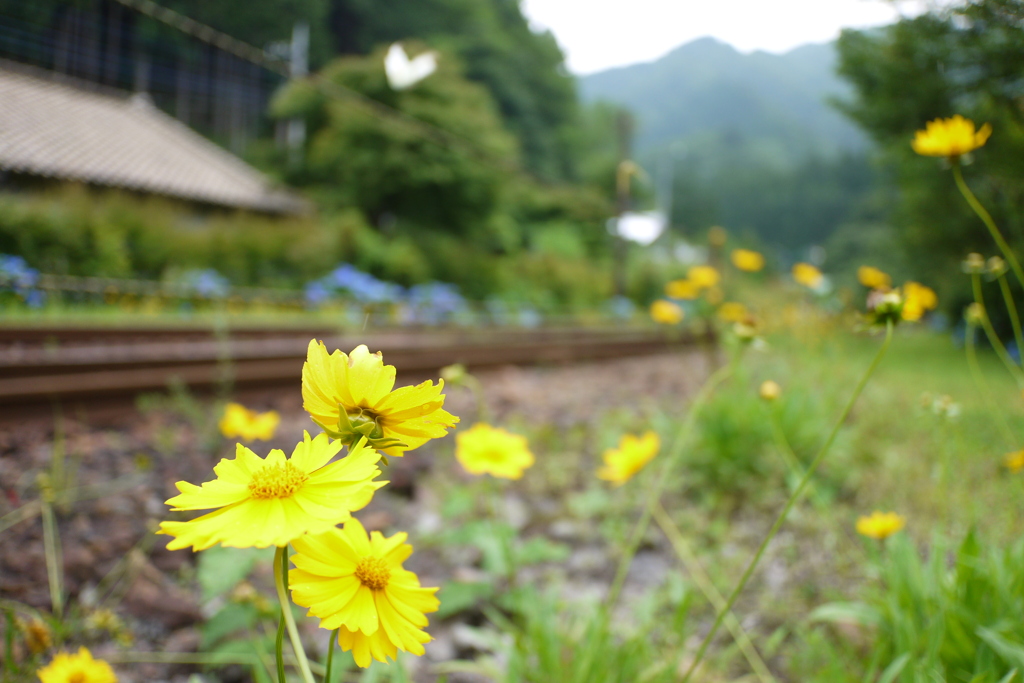 すみれさんはもういない・・・