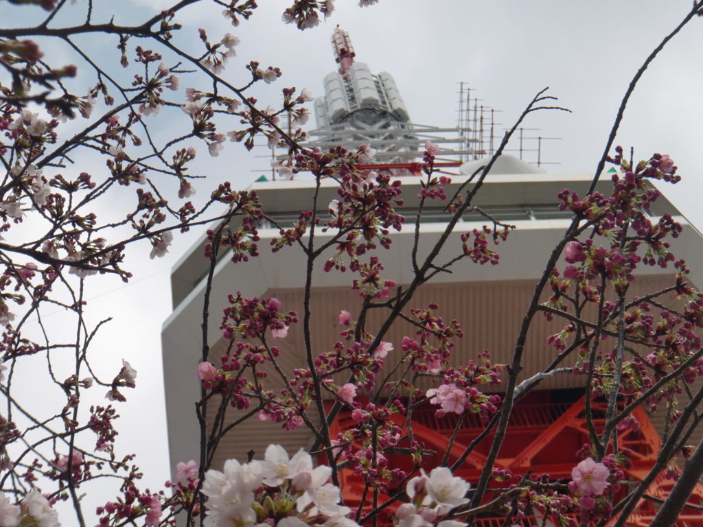 昨年の桜