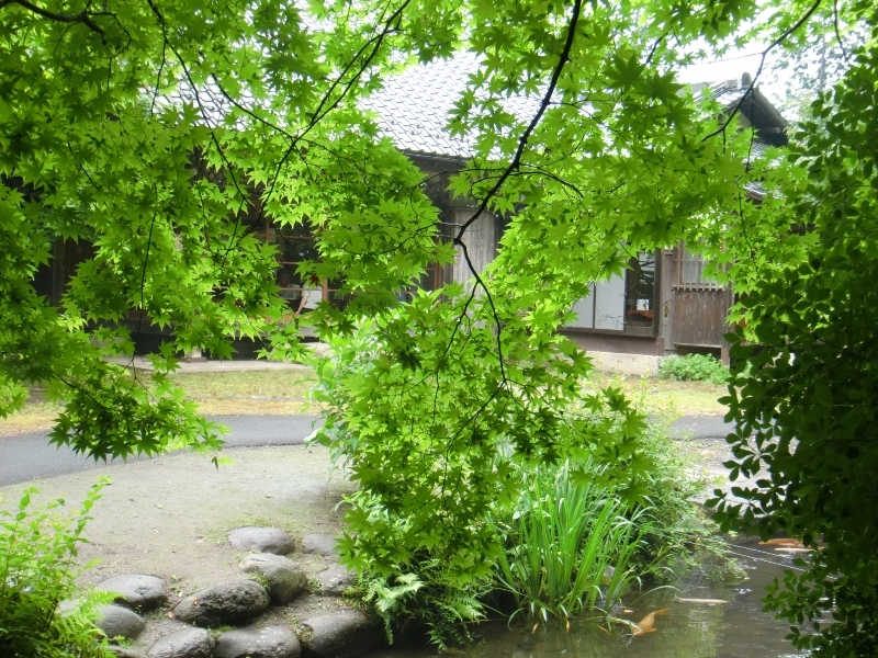 しだれもみじ