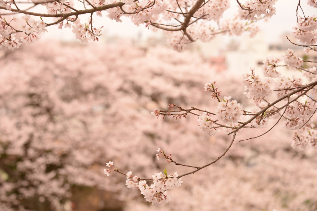 桜海