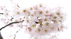 太平山の桜3