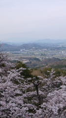 太平山神社の桜2