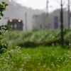 雨のスイカ