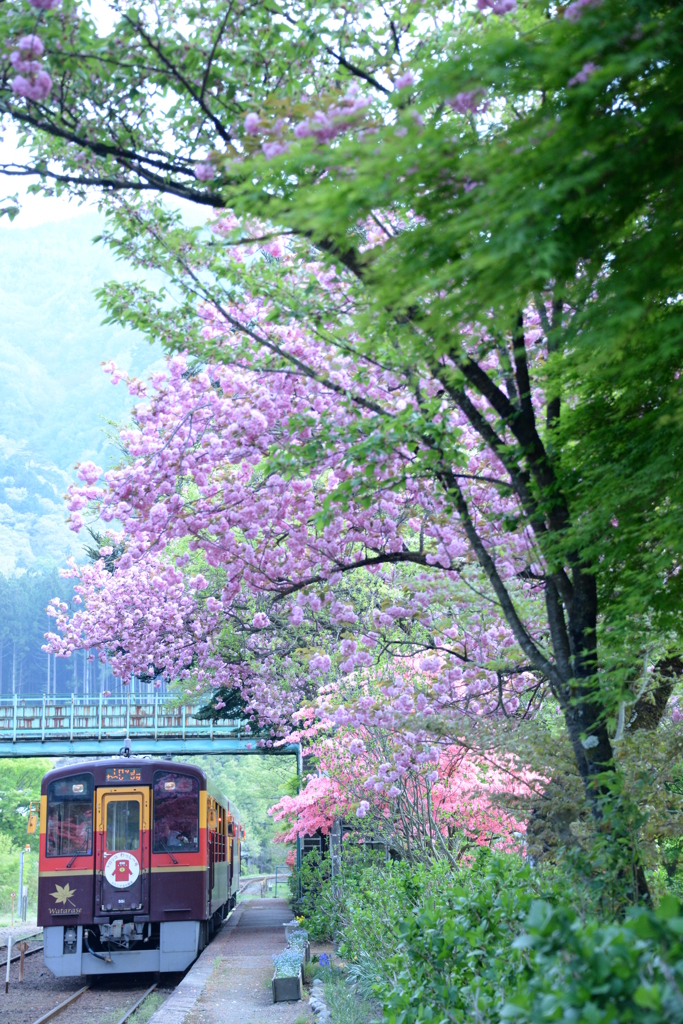 桜色の駅