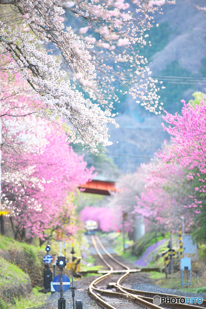 花桃行　始発