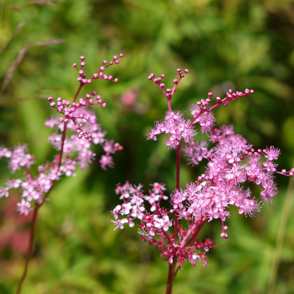 高原の花園