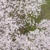 桜花火