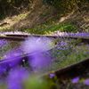 花の鉄路