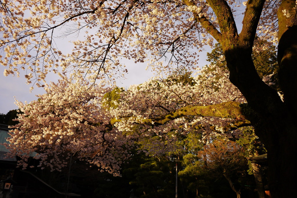 神社の桜