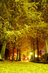 yellow night