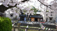 巴波川の桜