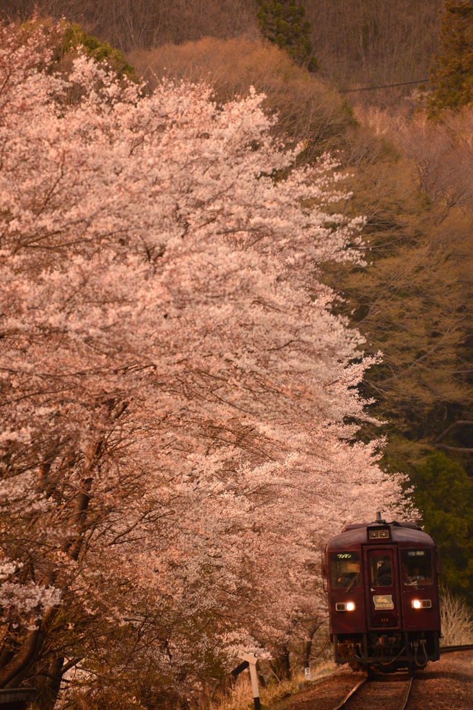 夕暮と桜とわ鉄