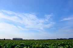 青い空とお芋とミキ