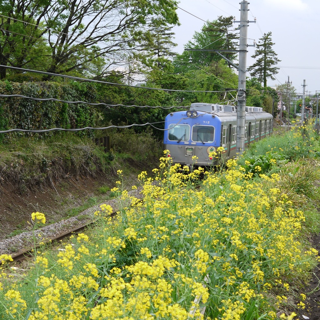 菜の花見ながら