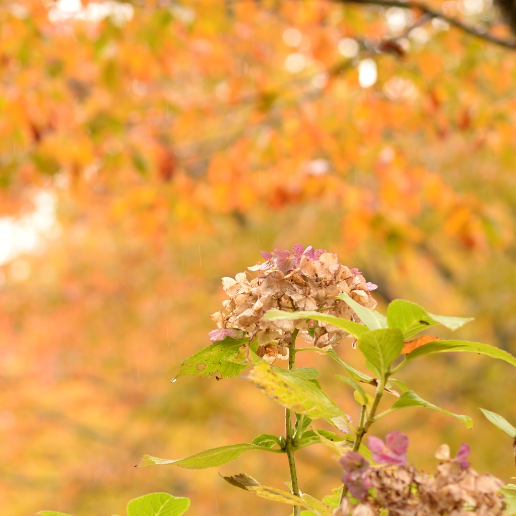 紅葉の紫陽花
