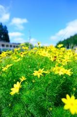 高原の夏