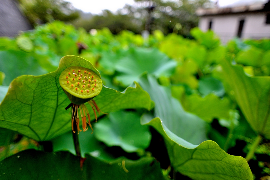 不思議な植物