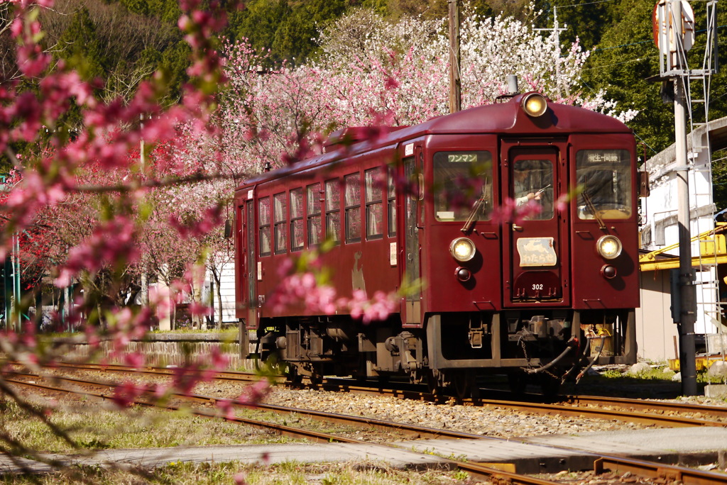 車窓の花桃