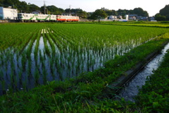 夕陽を浴びて1