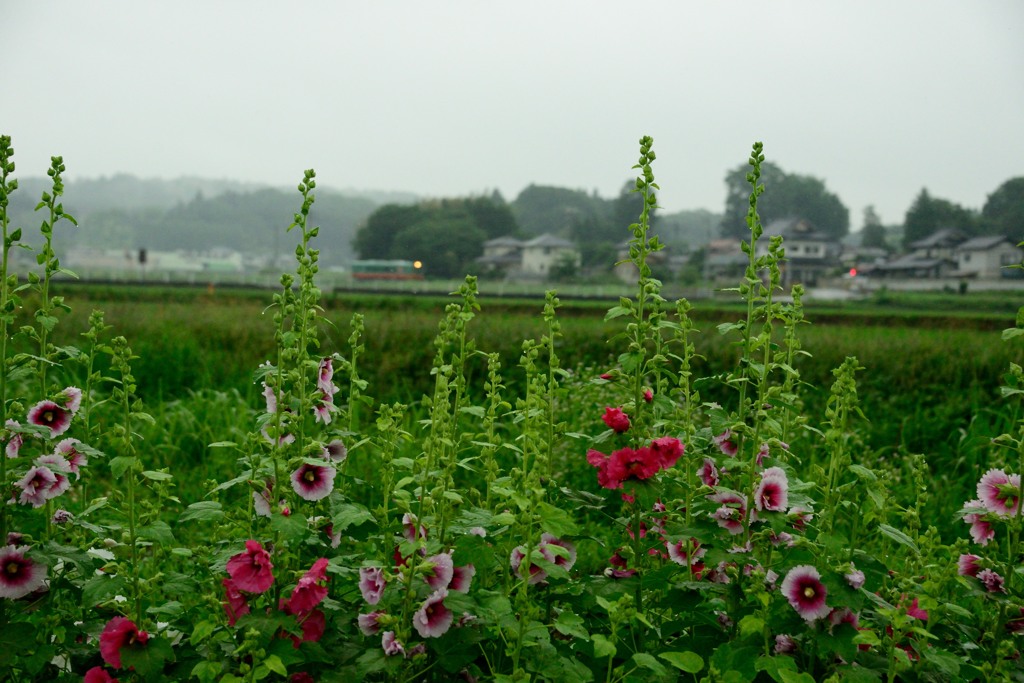 雨粒の中