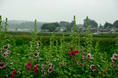 雨粒の中