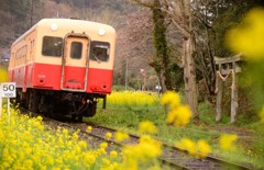 Yellow line　春嵐の中-4　愛しのきぅぴ～