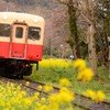Yellow line　春嵐の中-4　愛しのきぅぴ～