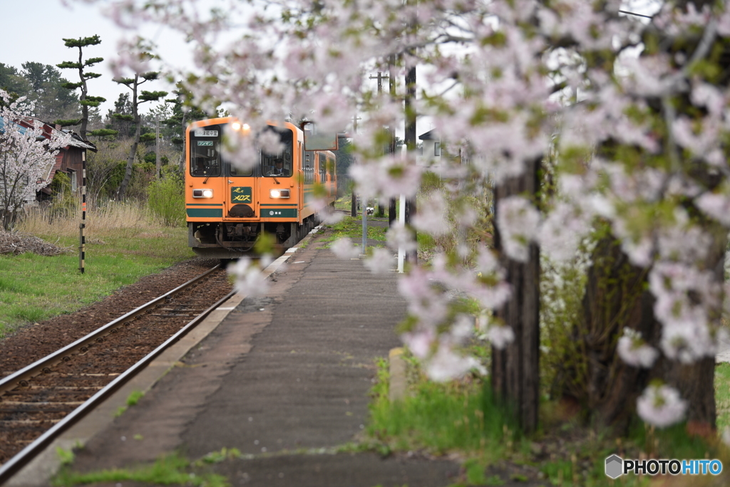 嘉瀬のさくら