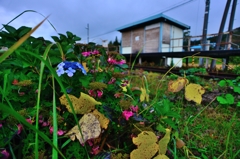 いつかは・・・秋紫陽花