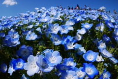 青い地球に花一杯