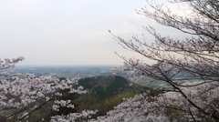 太平山の桜2