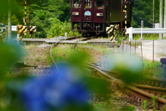 あじさい列車