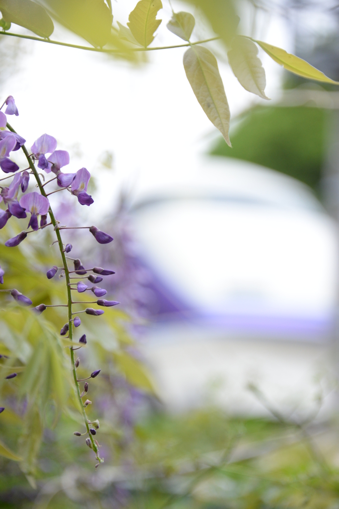 藤の花