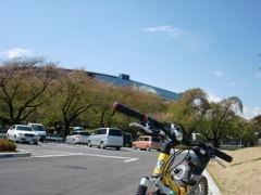 桜も終わり