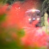 花の向こう