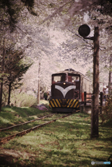ハレの桜とストーブ列車