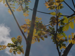 見上げれば