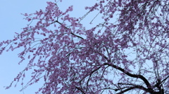 太平山神社の桜1