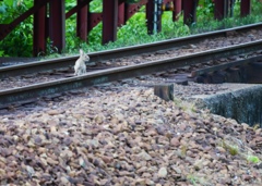 中野うさぎ