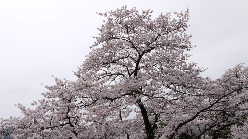 桜羽